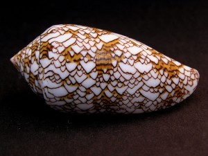 Muszla stożka Conus textile (Linne, 1758) n.3