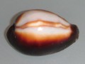 DSCF0110.JPG