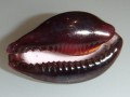 DSCF0101.JPG
