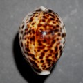 DSC08293.JPG