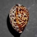 DSC08286.JPG