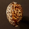 DSC08287.JPG