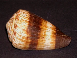 Muszla stożka Conus miles (Linnaeus, C., 1758)